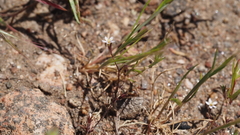 Leptosiphon pygmaeus continentalis