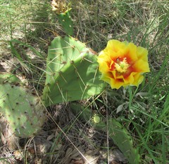 Opuntia pyrocarpa
