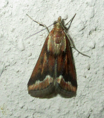 Achyra coelatalis