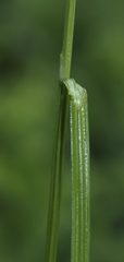 Carex normalis