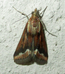 Achyra coelatalis