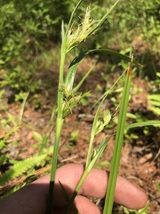 Scleria muehlenbergii