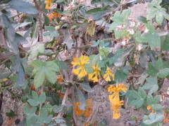 Tropaeolum seemannii
