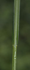 Carex normalis