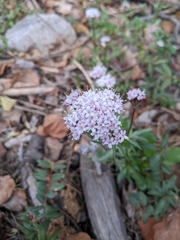 Valeriana arizonica