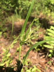 Scleria muehlenbergii