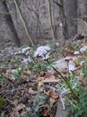 Valeriana arizonica
