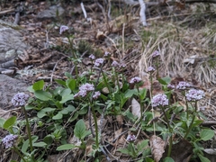 Valeriana arizonica