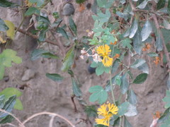 Tropaeolum seemannii