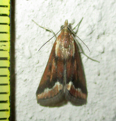 Achyra coelatalis