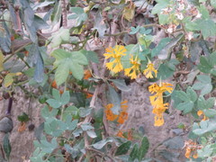 Tropaeolum seemannii