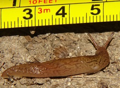 Ambigolimax