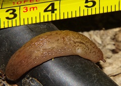Ambigolimax