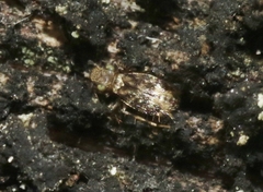 Echmepteryx