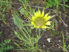 Tragopogon dubius