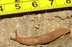 Ambigolimax
