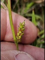 Carex microdonta