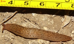 Ambigolimax