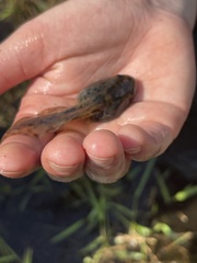 Lithobates capito