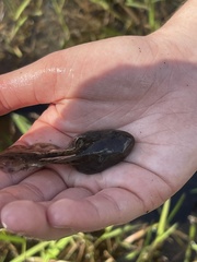 Lithobates capito