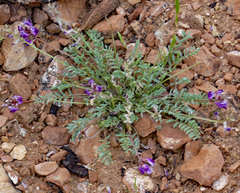 Astragalus desperatus