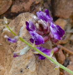 Astragalus desperatus