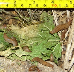 Ambigolimax