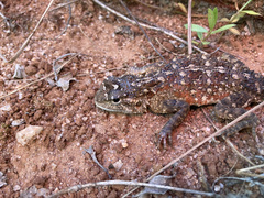 Agama aculeata distanti