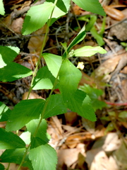 Crataegus uniflora