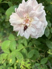 Merhynchites bicolor