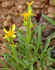 Stenotus armerioides