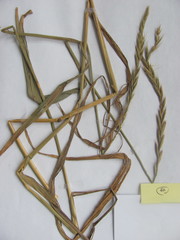 Elymus repens repens