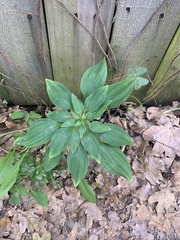 Alstroemeria psittacina
