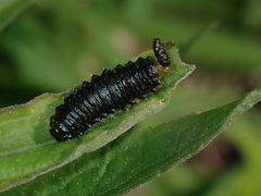 Trirhabda canadensis
