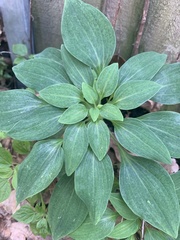Alstroemeria psittacina