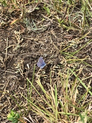 Plebejus samuelis