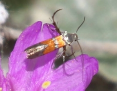 Aetole unipunctella