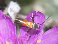 Aetole unipunctella