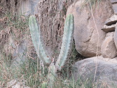 Trichocereus bridgesii
