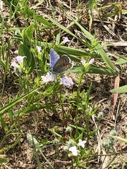 Plebejus samuelis