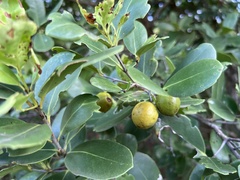 Elaeodendron xylocarpum