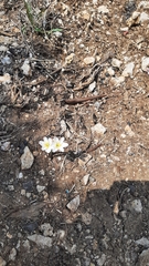 Zephyranthes brevipes
