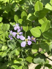 Orychophragmus violaceus