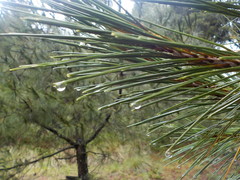 Pinus ayacahuite
