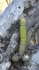 Mammillaria dixanthocentron
