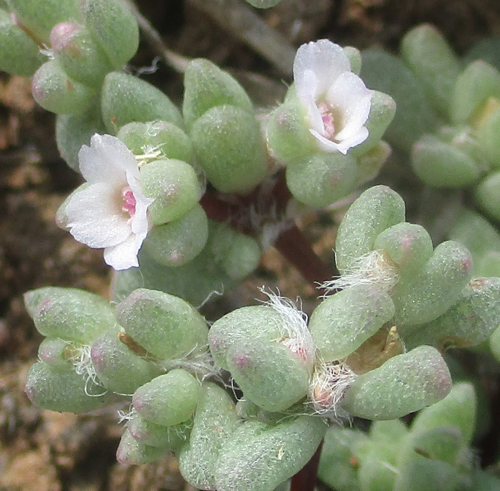 Portulaca hereroensis