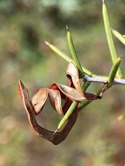 Acacia colletioides