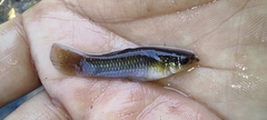 Poecilia sphenops