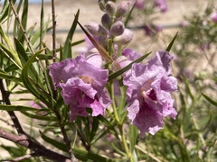 Chilopsis linearis