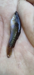 Poecilia sphenops